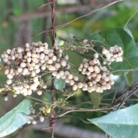 Cyclea peltata (Lam.) Hook.f. & Thomson